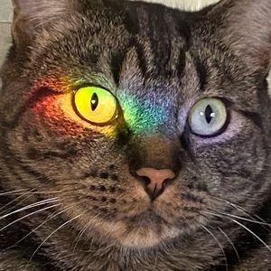 Meet your Posher, Julianne